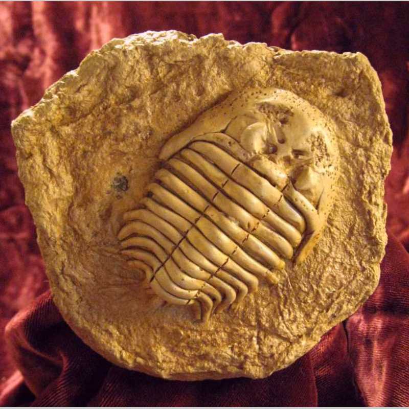 C19BM - Trilobite C19BM - Trilobite