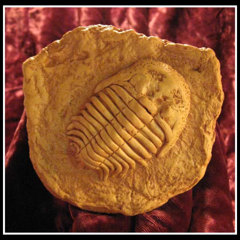 C19DM - Trilobite C19DM - Trilobite