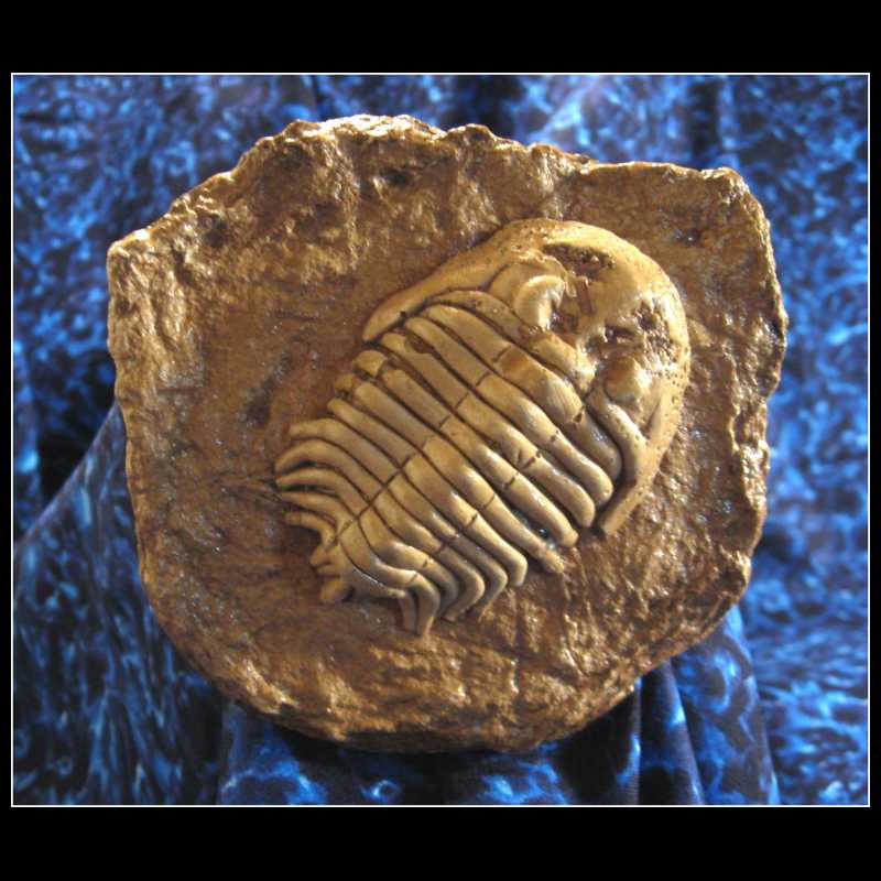 C29DG - Trilobite C29DG - Trilobite