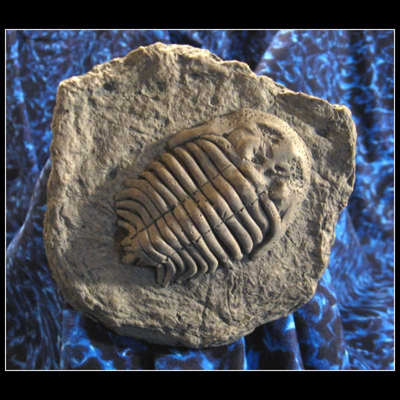 C30AM - Trilobite C30AM - Trilobite